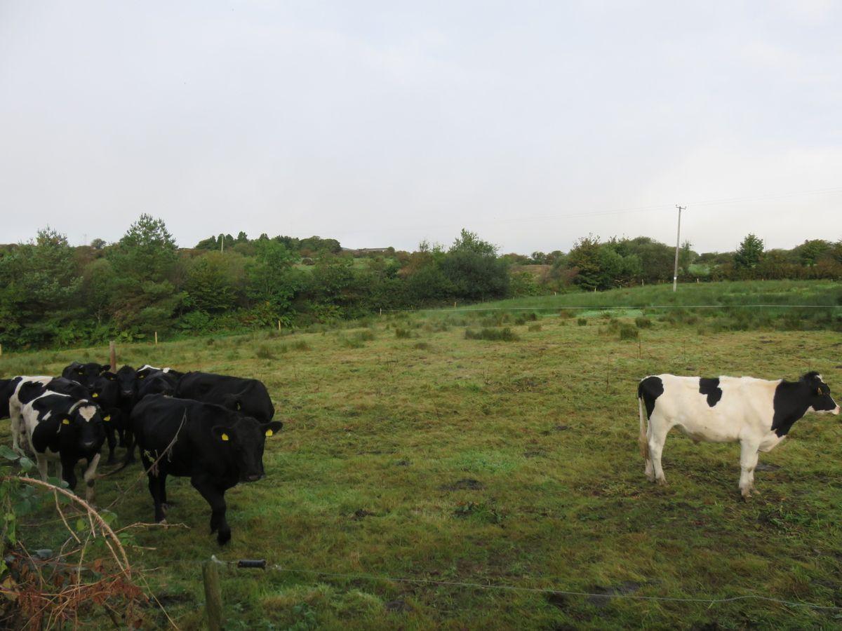Ratharoon West, Bandon, Co. Cork, historical listing image 4
