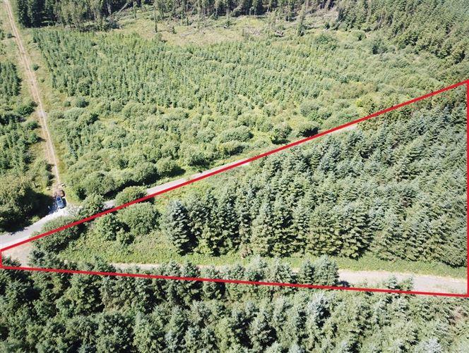 Forestry Land At Smithstown, Mullinavat, Co. Kilkenny, historical listing image 1